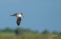 LARGE BILLED GULL